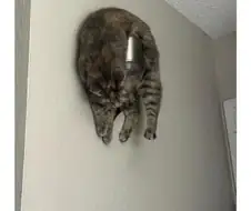 이해할 수 없다는 고양이