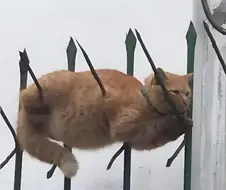 "불을 사냥한 자"