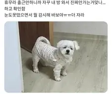 휴일날 감시하는 강아지.