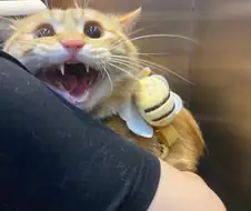 고양이 주인: 쉿, 산책은 조용히