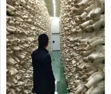 새송이버섯 재배장_jpg