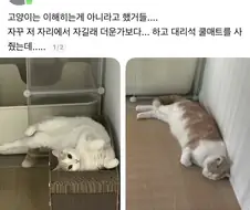 고양이 더워보여서 쿨매트 깔아놨더니.jpg