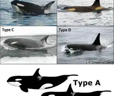 생김새로 구분하는 남극 범고래