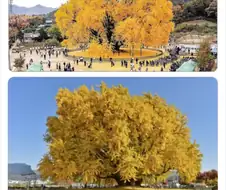 나이를 너무 많이 속임