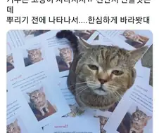 고양이 잃어버려서 찾느라고 전단지 만들었는데.jpg