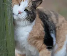 나무 기둥에 얼굴 문지르는 뚠냥이...
