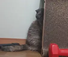 우리집 고양이 집에 손님오면 쵸파처럼 숨어서 지켜봄