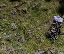 [약혐] 거미 이름이 "포탑 거미" 가 된 이유.jpg