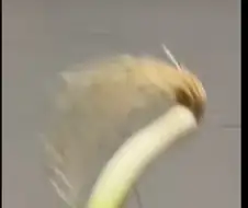 ?? : 홀란드 사람같이 안생김
