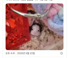 아가쥐 특유의 아방한 얼굴.jpg