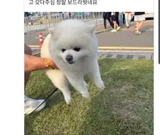 강아지 키우는 중년 남성 특징.jpg