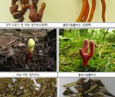 붉은사슴뿔버섯과 야생영지버섯을 헷갈리는 이유