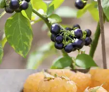베리(Berry)