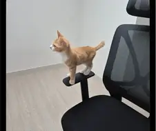 위풍당당 고양이