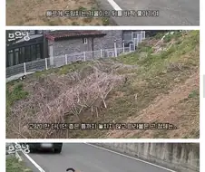 대참사난 고양이 유튜버