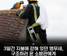 앵무새를 구조 했더니 하는 말