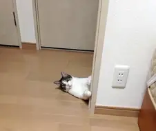 결혼하면서 신랑이 데려온 고양이