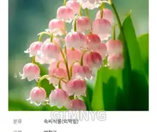 의외인 꽃말.jpe