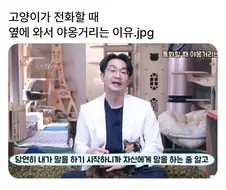 고양이가 전화할 때 옆에 와서 야옹거리는 이유