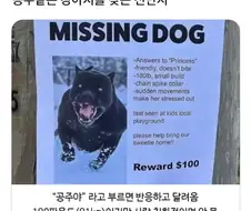 잃어버린 우리 강아지 ＇공주＇를 찾습니다 ㅠㅠㅠ