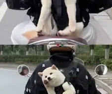 운전하는데 강아지가 인사해 줌.