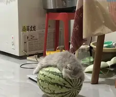 피서철 고양이