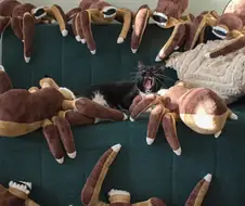 집사!! 도우우웅우우우움!!