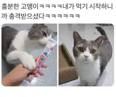집사야… 니가 그걸 왜 처먹냥….jpg