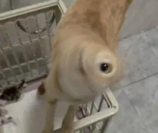 외눈 냥이