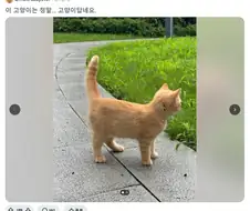 정말 고양이처럼 생겼다는 고양이