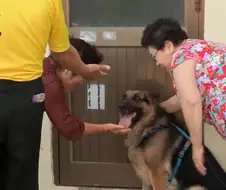 군견 출신 소심한 멍멍이를 위한 훈련