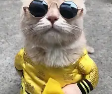 베트남에서 핫했던, 생선가게 고양이 .jpg