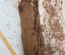 길쭉한 두쫀쿠