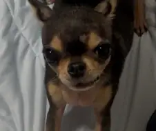 거유 치와와