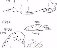 물개와 물범의 차이.jpg