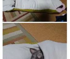 키우던 고양이를 구렁이한테 먹이로준 사람ㄷㄷ