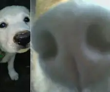 모닝 개코
