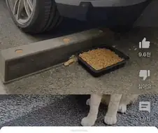 길고양이 사료에 1억2천 쓴 사람