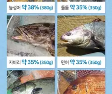 횟감 생선들 수율 비교