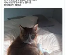 고양이가 집사를 자꾸 부른 이유