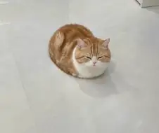 식빵냥...