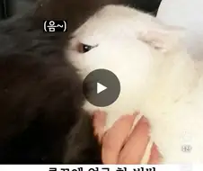고양이 화해 시키는 방법.jpg