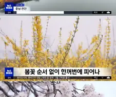 경남 진해부터 서울까지‥＇동시 개화＇ 의미는?