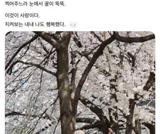 벚꽃 산책중 마주친 강아지 사진찍어주는 아저씨.JPG