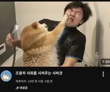 시바견 유튜버의 대참사