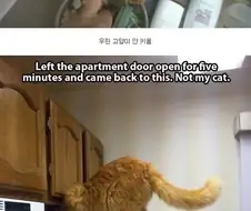 고양이 안 키우는 사람의 고충.jpg