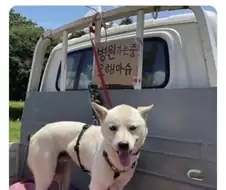 개장수로 오해받을까 봐 적어놓음