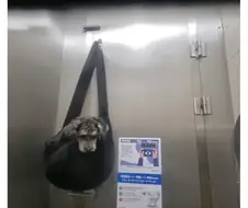 눈으로 욕하는 강아지