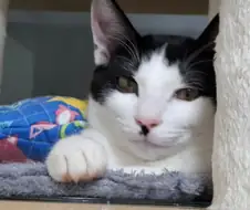 우리집 고양이가 심상치않다