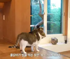 왕년에 한 구역을 주름 잡았던 보스 냥이들의 굴욕